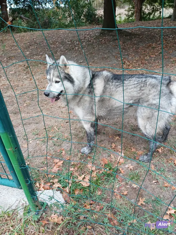 Chien husky sibérien