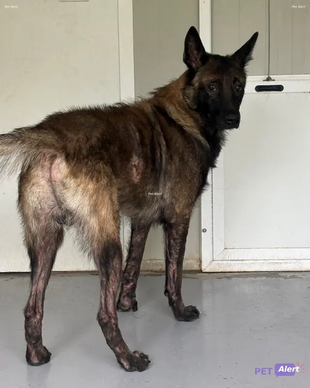 Chien malinois