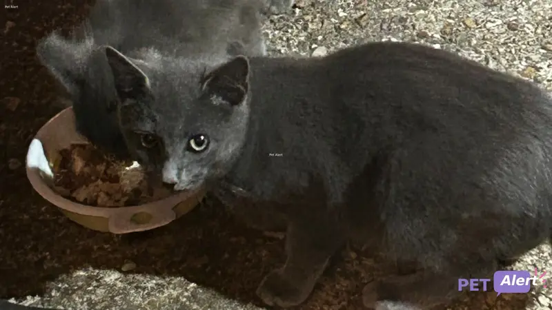 Chat gris