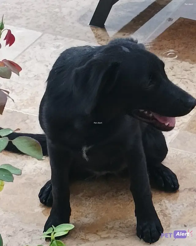 Chien labrador retriever