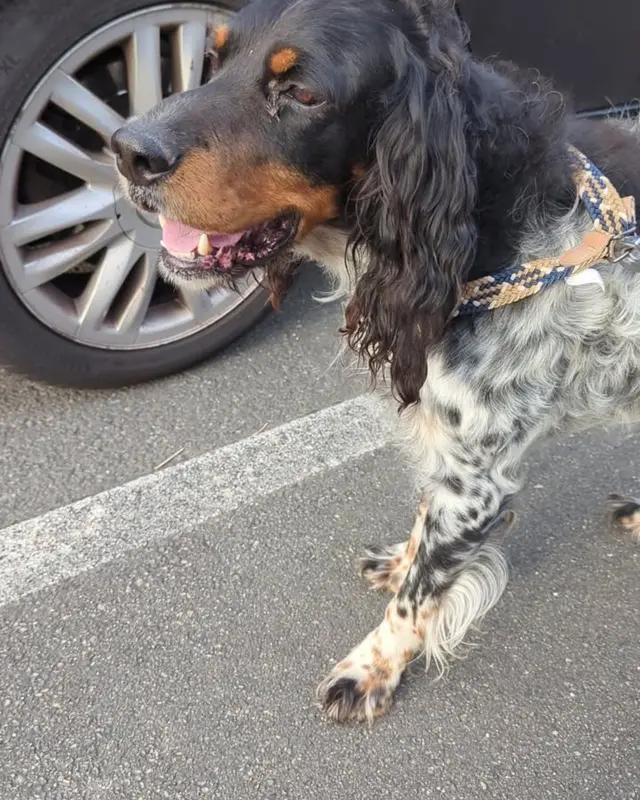 Chien épagneul breton