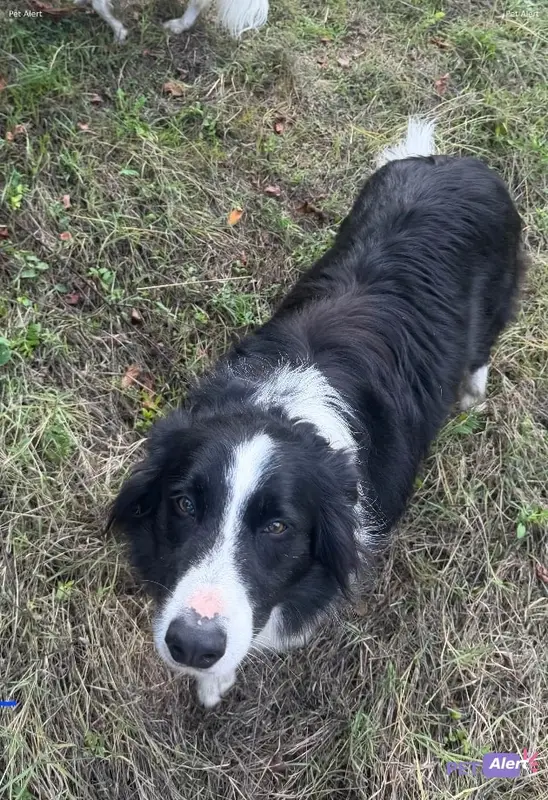 Chien border collie