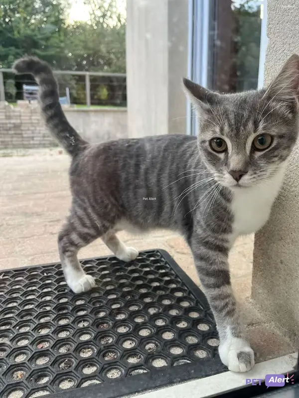 Chat gris