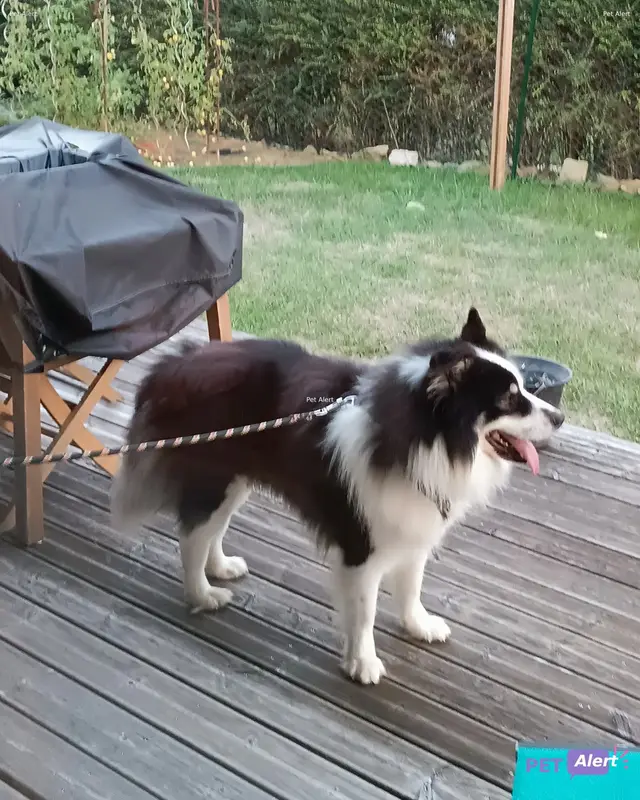 Chien berger australien