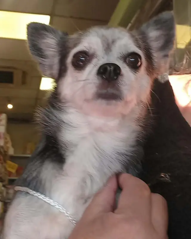 Chien chihuahua