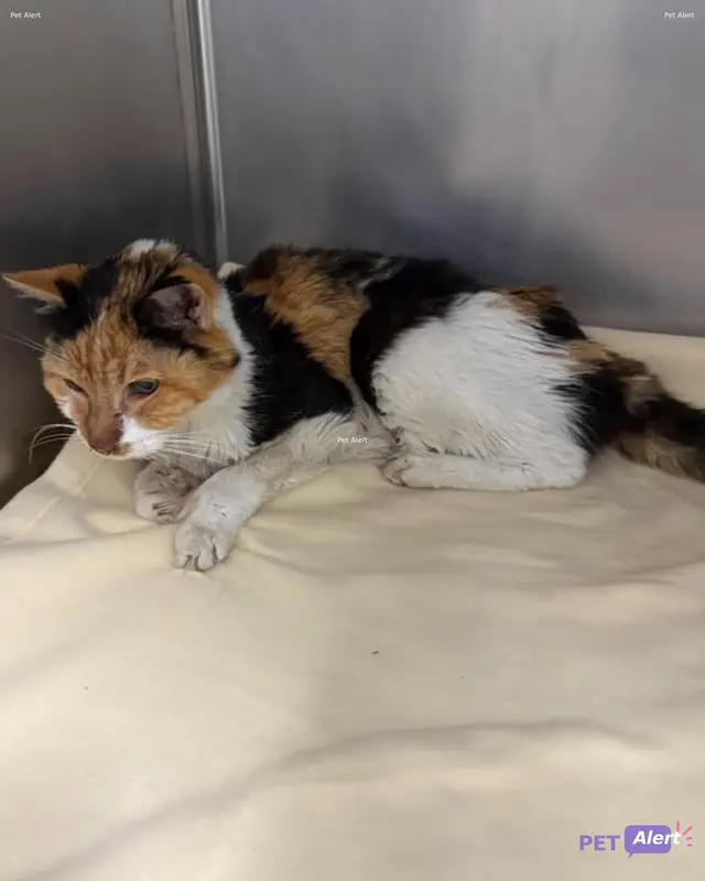 Chat européen