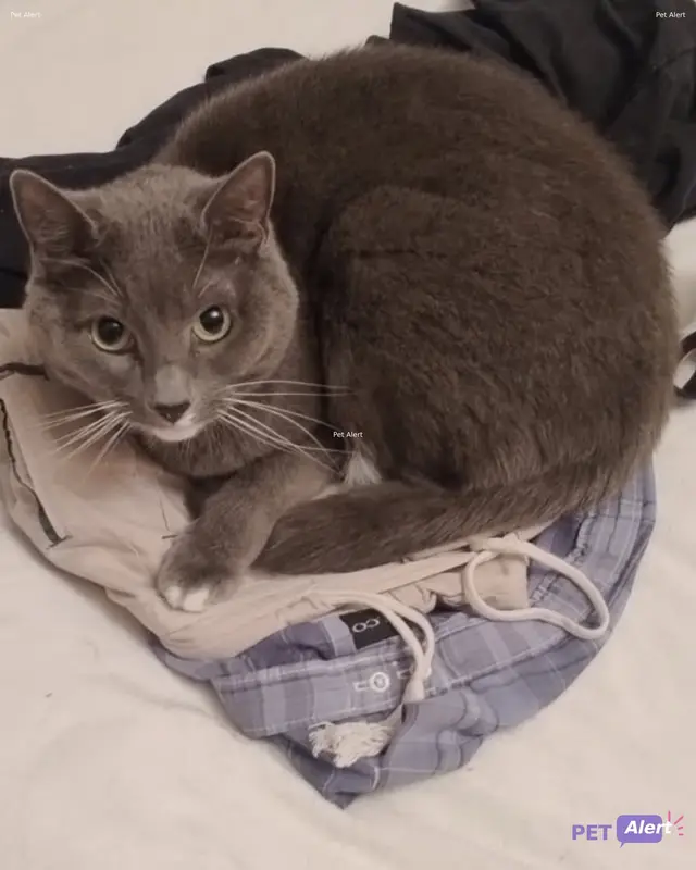 Chat européen · Victime