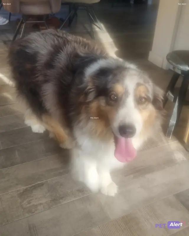 Chien berger australien