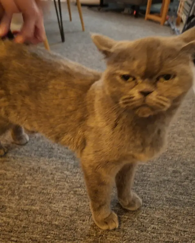 Chat gris