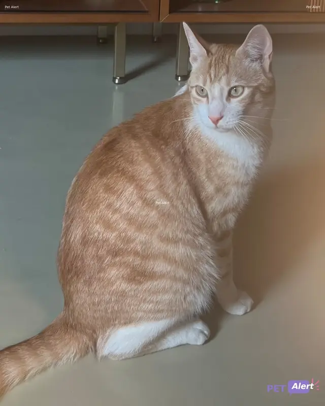 Chat blanc, roux · Tanguy