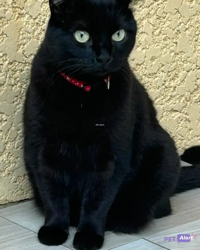 Chat sibérien · Shiva
