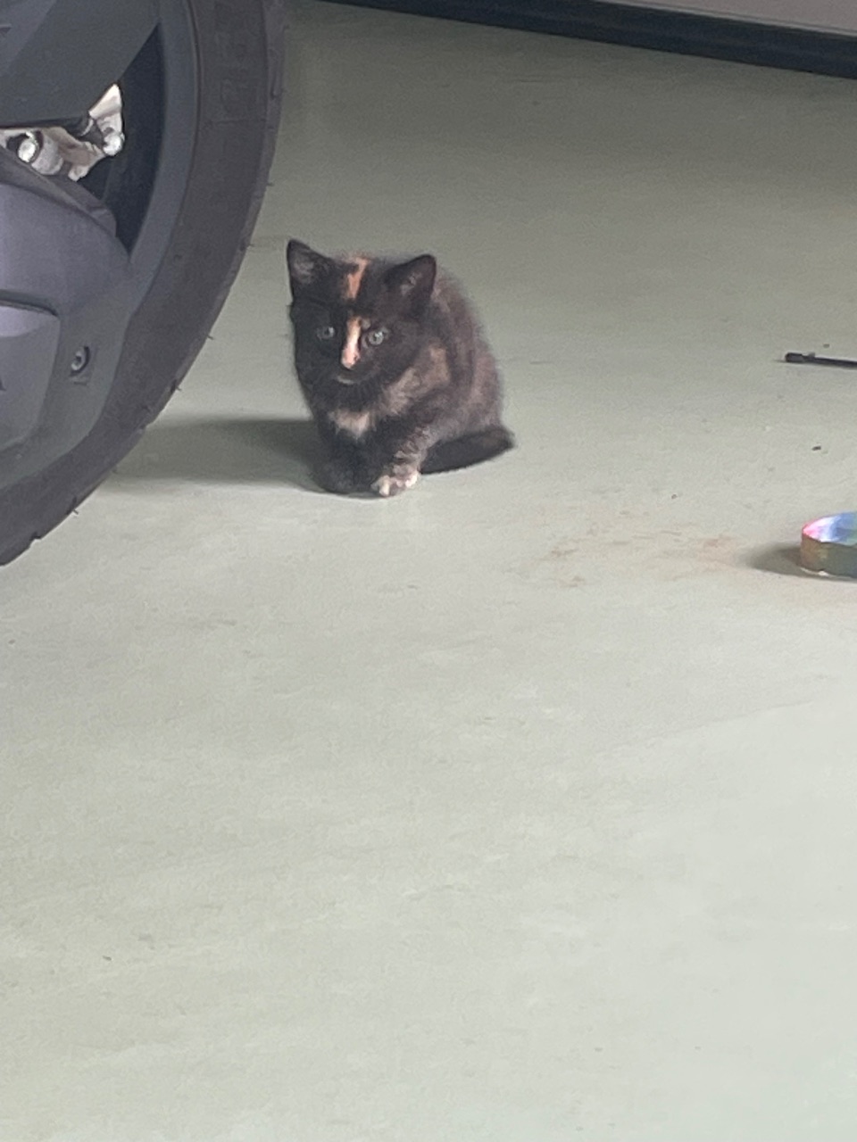 Portée de 6 chatons
