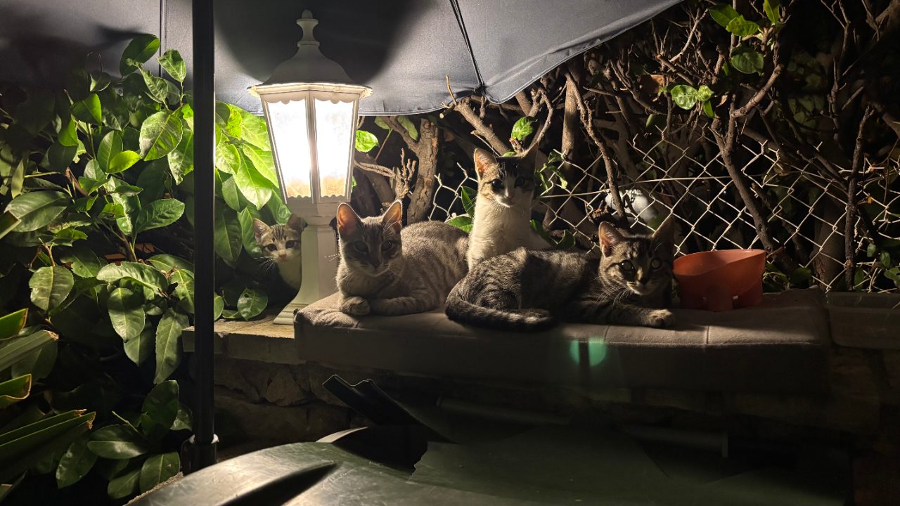 Portée de 6 chatons