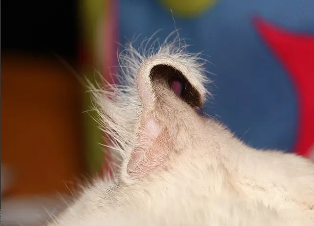 American curl