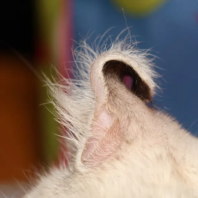 American curl