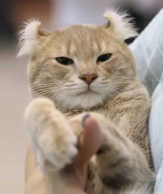 American curl