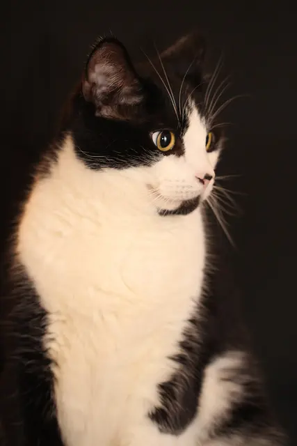 American shorthair