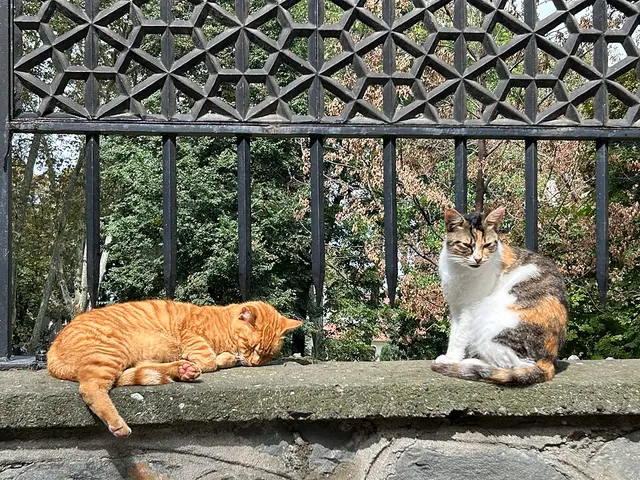 American wirehair