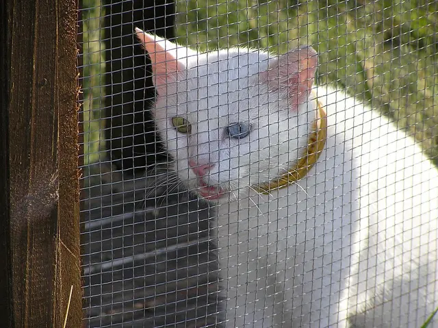 Anatoli
