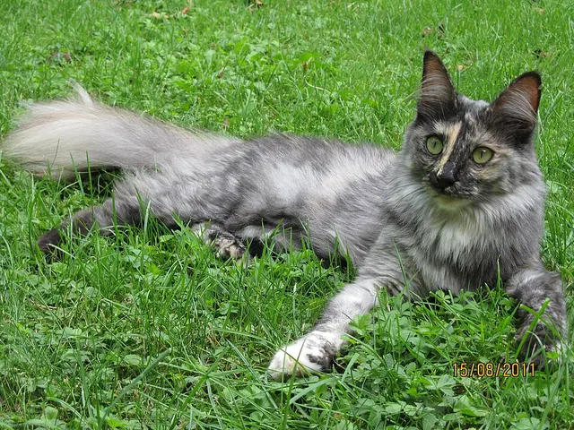 Angora turc