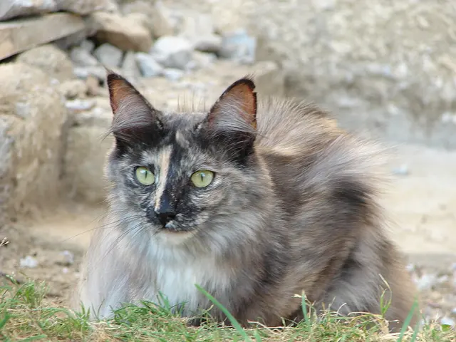 Angora turc
