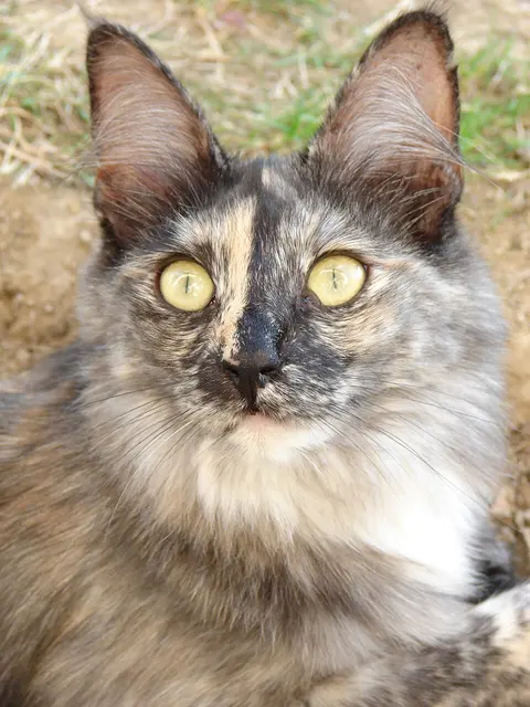 Angora turc