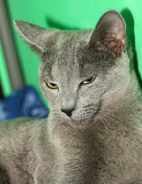 Bleu russe