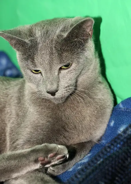 Bleu russe