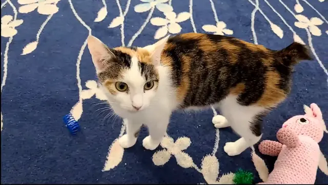 Bobtail américain