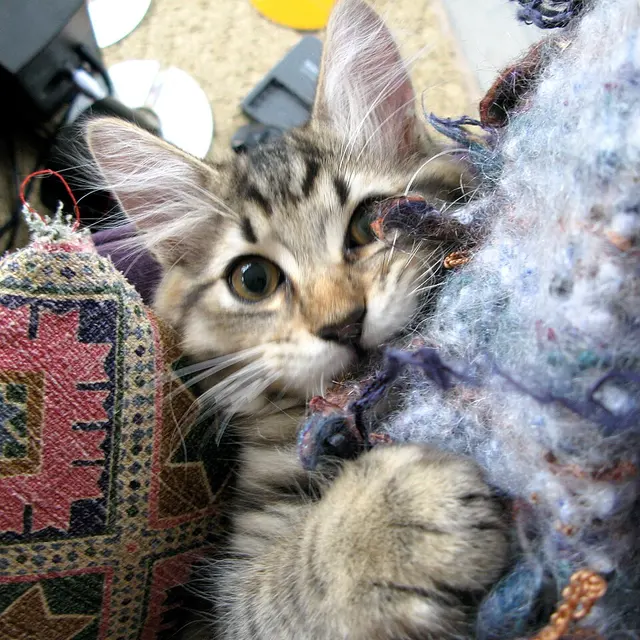 Bobtail américain