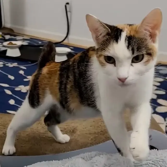 Bobtail américain