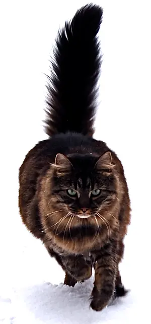 Bobtail de Carélie