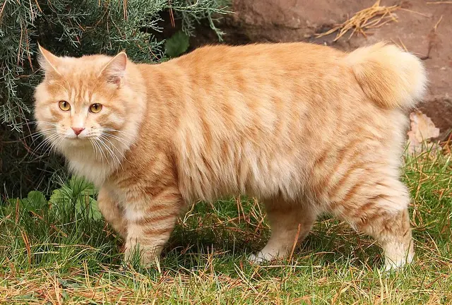 Bobtail des Kouriles