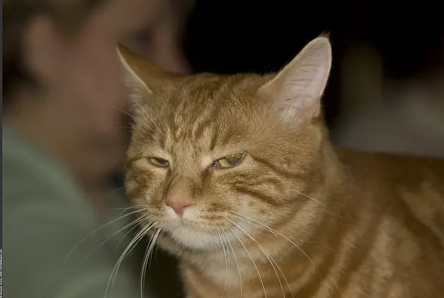 Bobtail des Kouriles