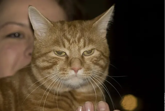Bobtail des Kouriles