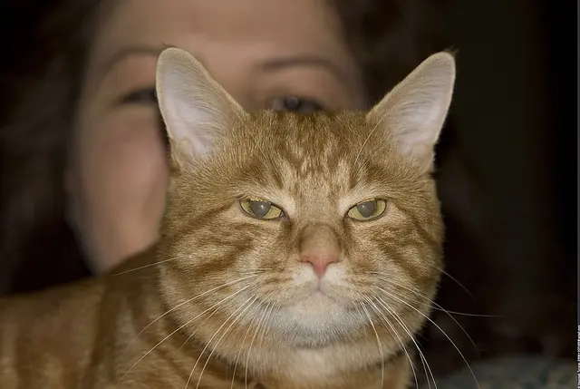 Bobtail des Kouriles