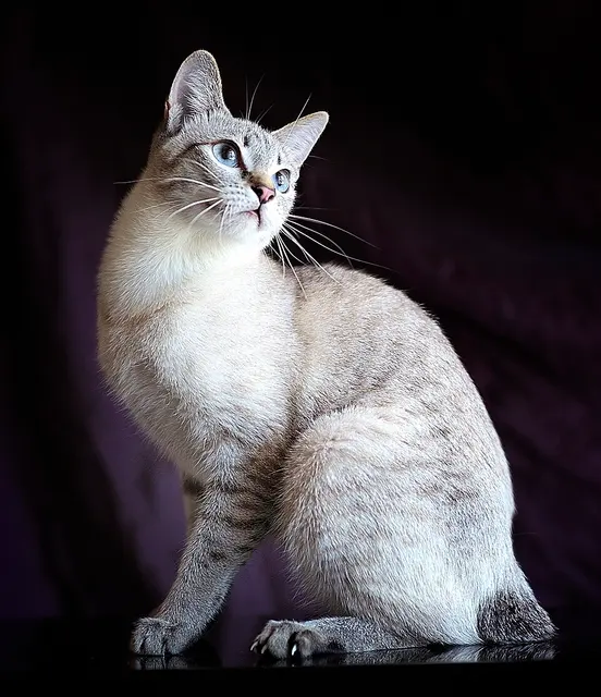 Bobtail du Mékong