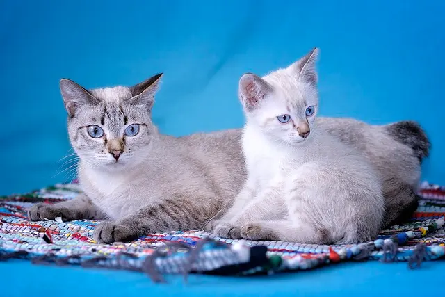 Bobtail du Mékong
