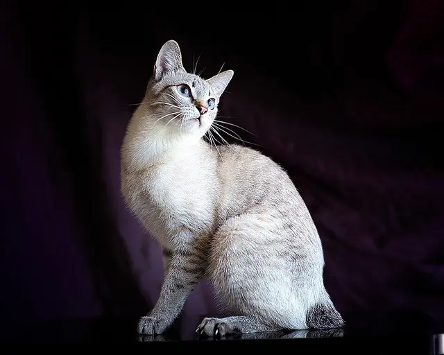 Bobtail du Mékong