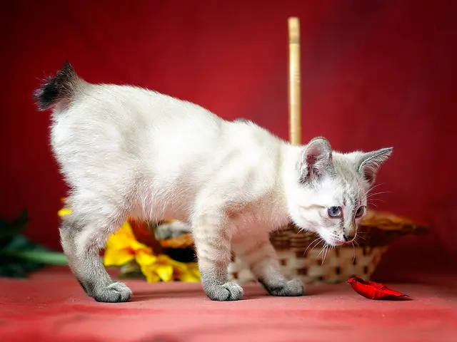 Bobtail du Mékong