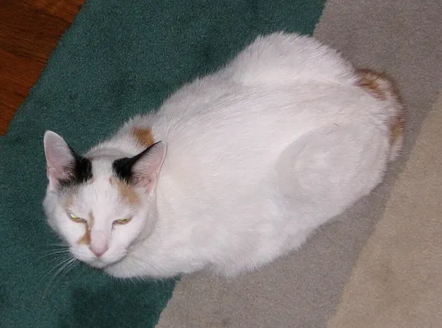 Bobtail japonais