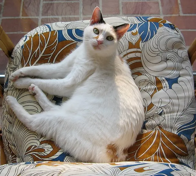 Bobtail japonais