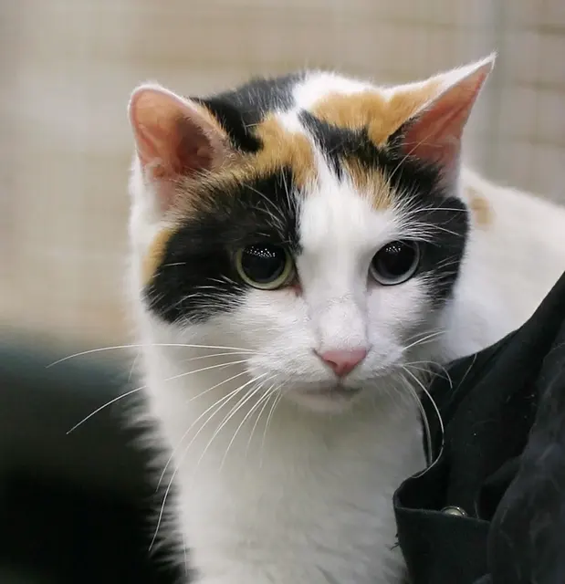 Bobtail japonais
