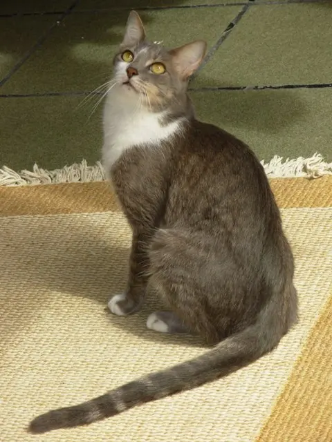 Brazilian shorthair