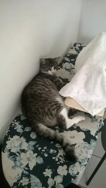 Brazilian shorthair