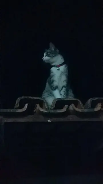 Brazilian shorthair
