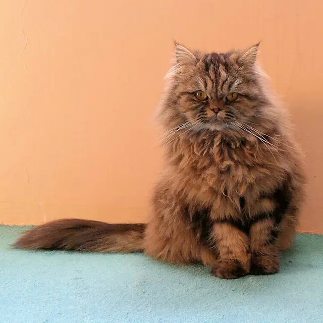 British longhair