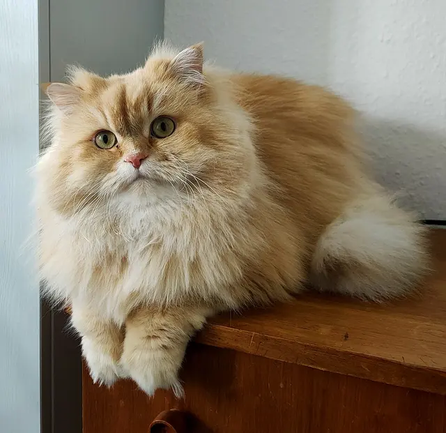 British longhair