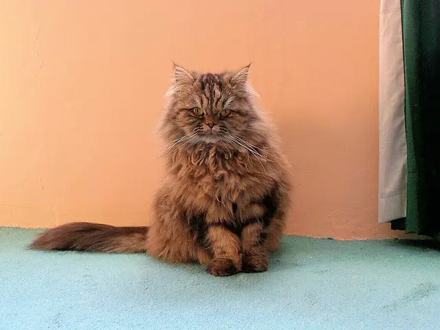 British longhair