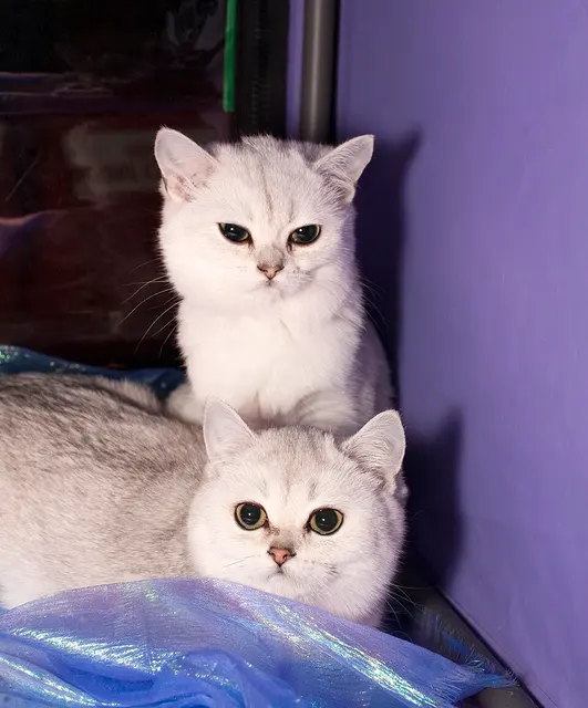 British shorthair